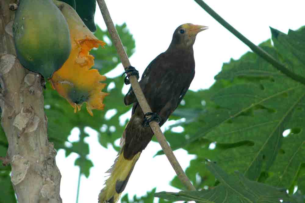 Paucar - Puerto Maldonado - Perú 1.jpg